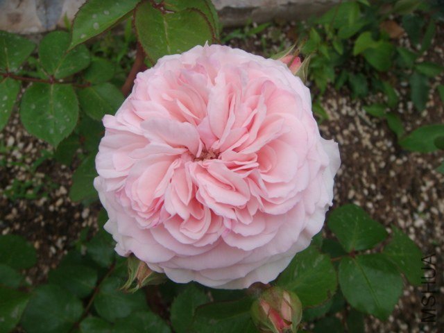 DSC06870.JPG