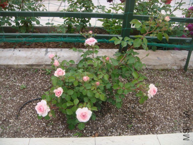 DSC06871.JPG