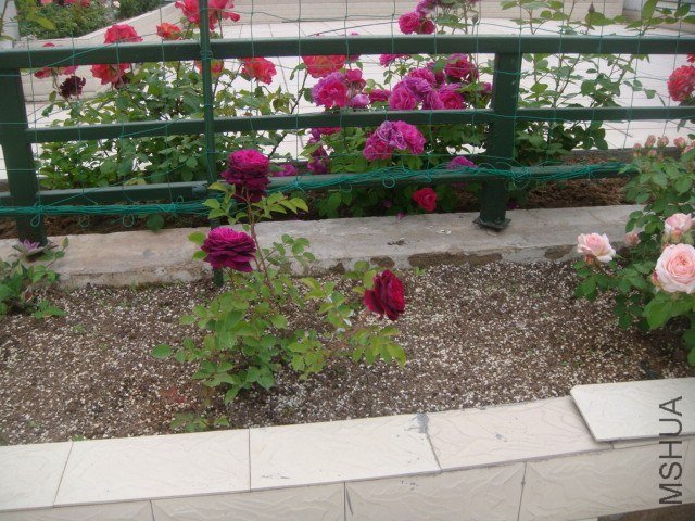 DSC06875.JPG