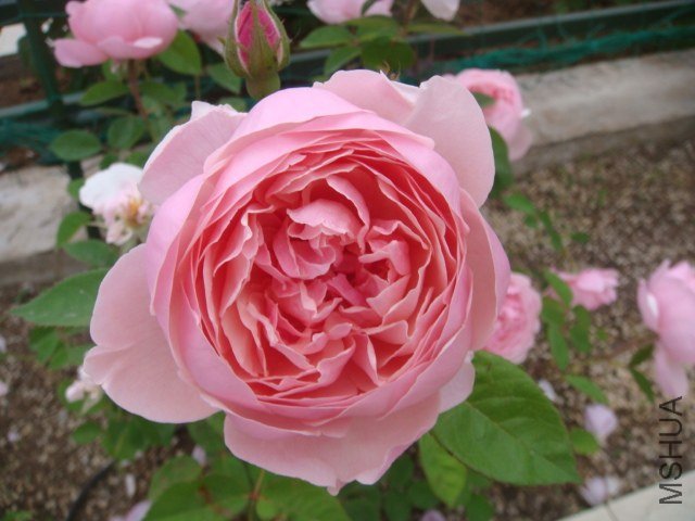 DSC06877.JPG