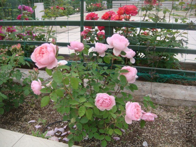DSC06878.JPG