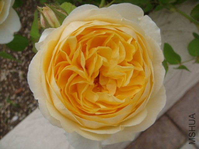 DSC06879.JPG