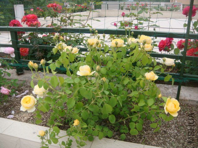 DSC06880.JPG