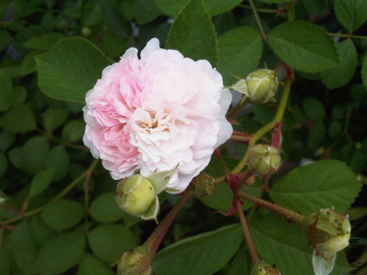 IMG05509-20130515-0705.jpg