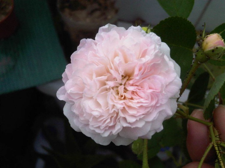 IMG05513-20130515-0706.jpg