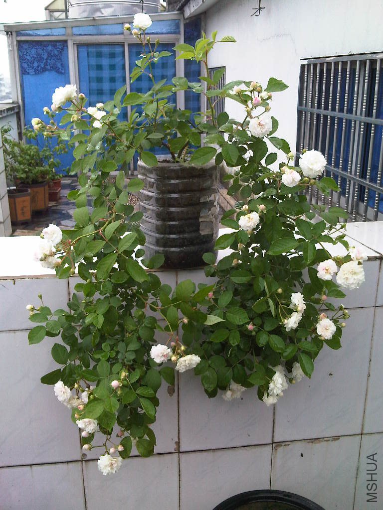 IMG05577-20130518-1302.jpg