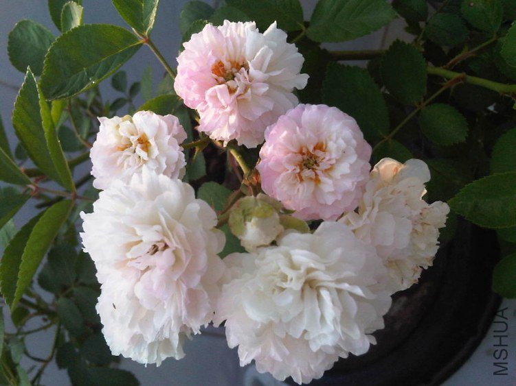 IMG05680-20130521-0650.jpg