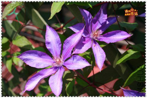 ��Ƭ 167d_����.jpg