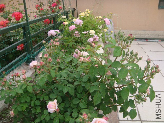 DSC06882.JPG