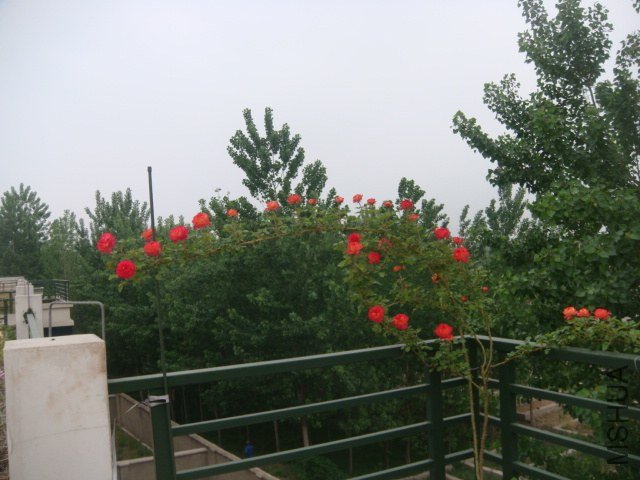 DSC06883.JPG