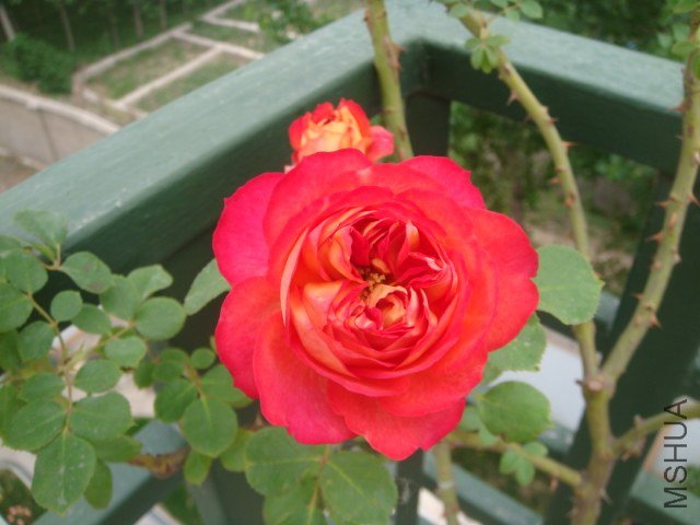 DSC06884.JPG