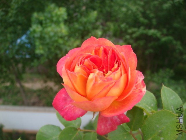 DSC06885.JPG