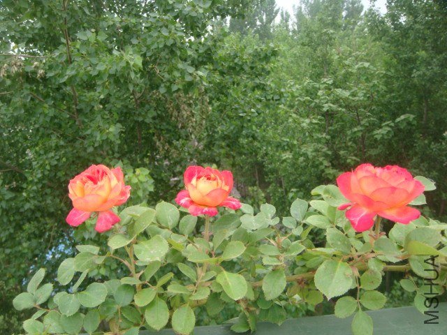 DSC06886.JPG
