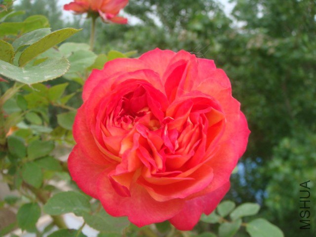 DSC06887.JPG