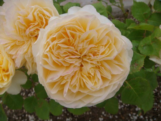 DSC06889.JPG