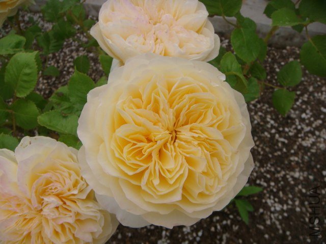 DSC06890.JPG