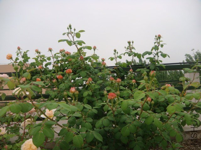 DSC06892.JPG