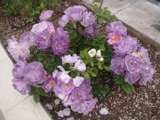 DSC06893.JPG