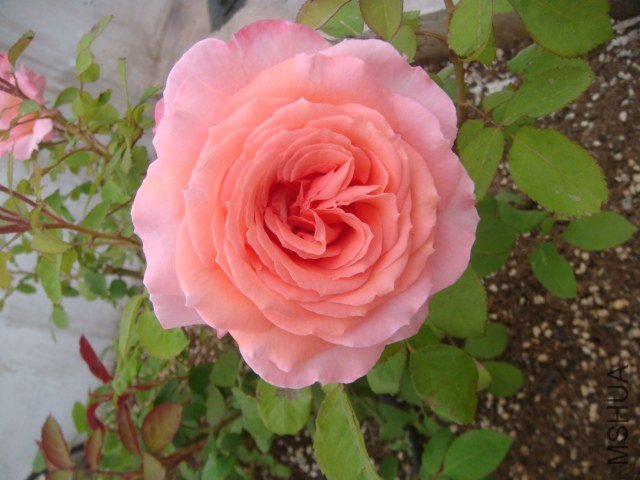 DSC06894.JPG