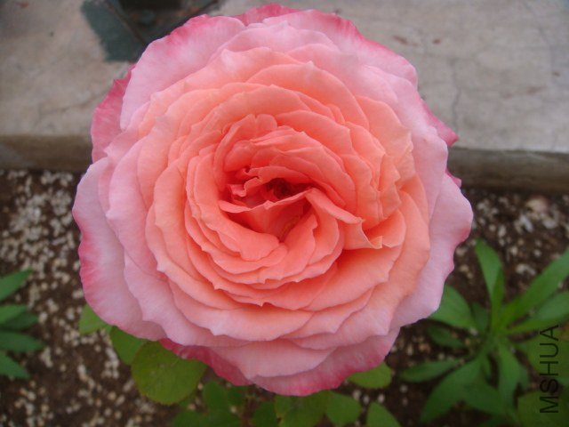 DSC06895.JPG