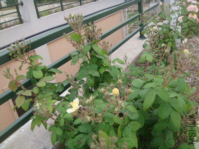 DSC06898.JPG