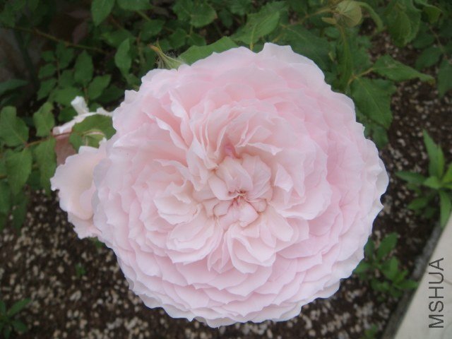 DSC06899.JPG