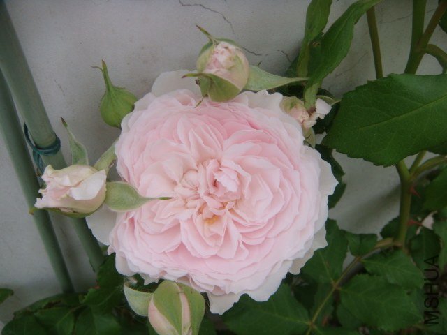 DSC06900.JPG