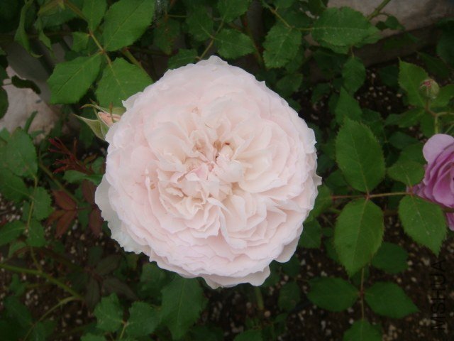 DSC06901.JPG