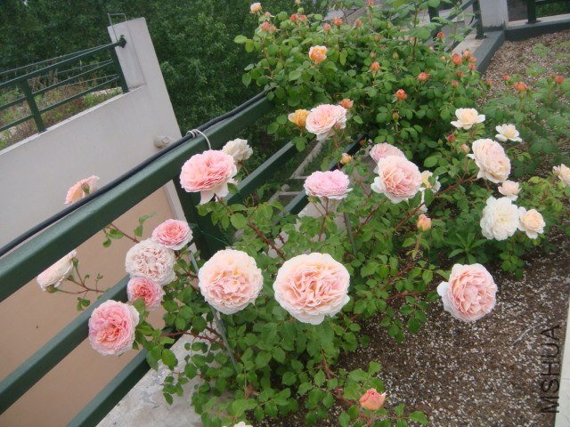 DSC06902.JPG