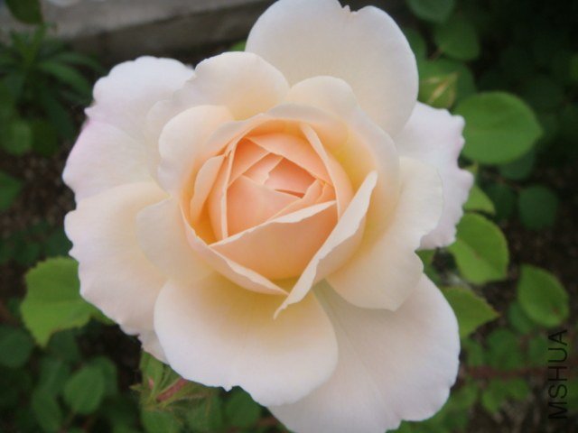 DSC06903.JPG