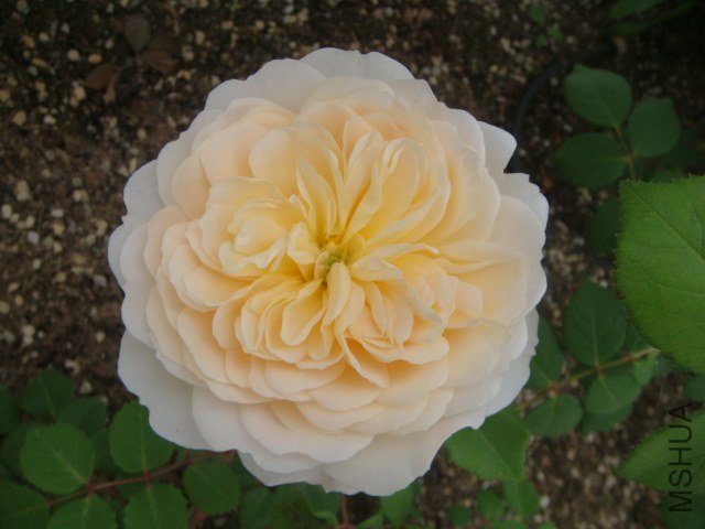 DSC06904.JPG