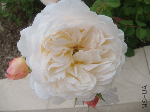 DSC06905.JPG