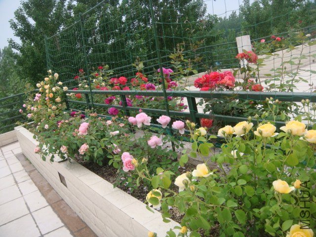 DSC06918.JPG