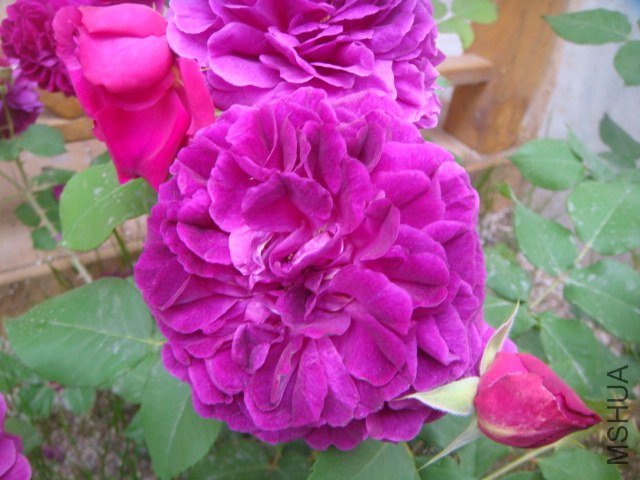 DSC06922.JPG