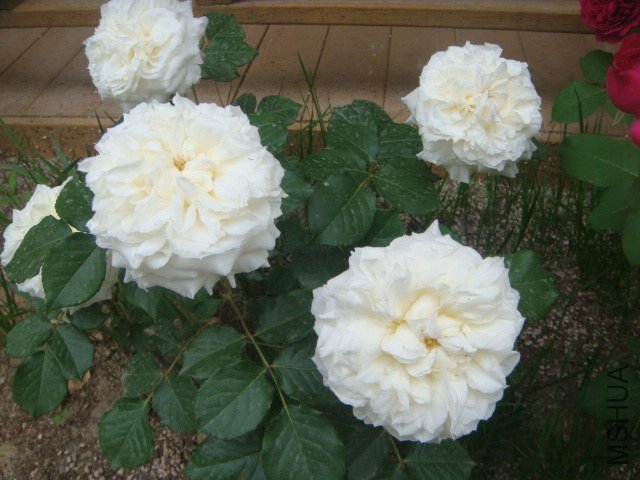 DSC06924.JPG