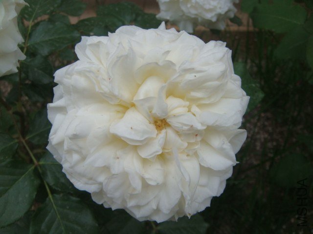 DSC06925.JPG