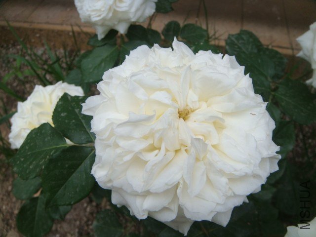 DSC06926.JPG