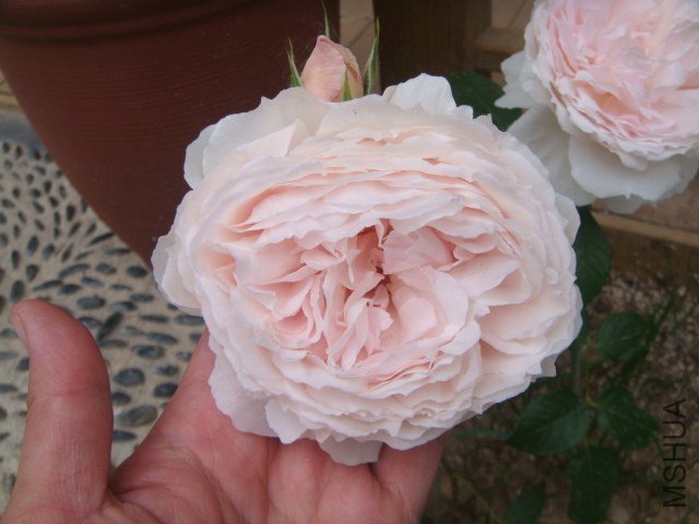 DSC06927.JPG