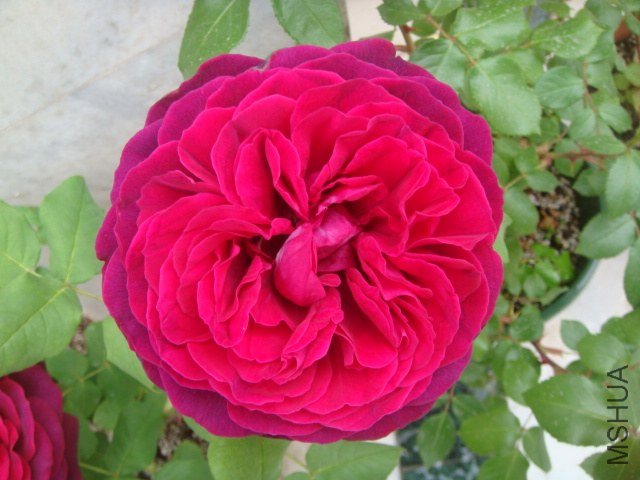 DSC06928.JPG