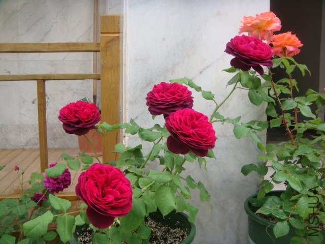 DSC06929.JPG