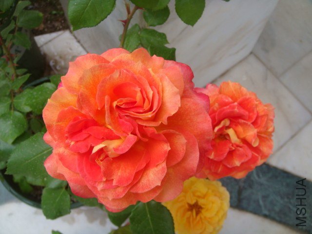 DSC06931.JPG