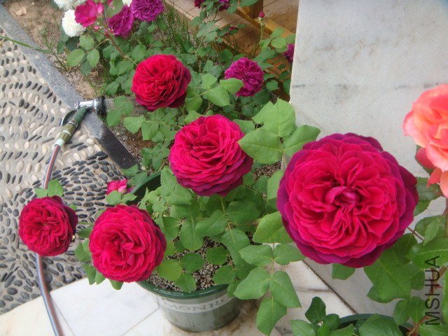 DSC06932.JPG