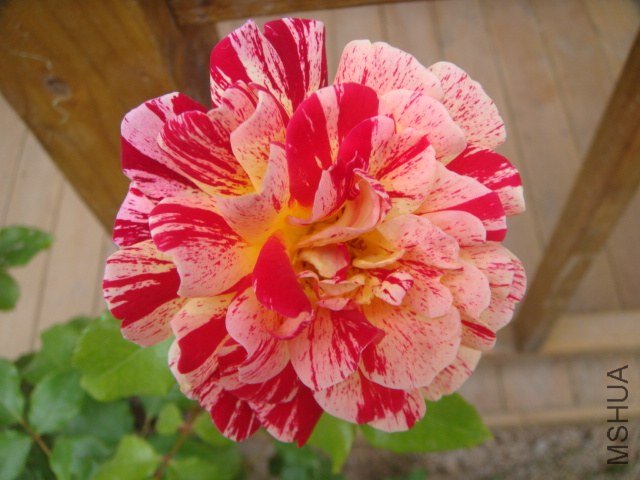 DSC06933.JPG