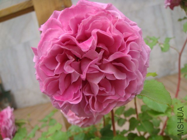 DSC06934.JPG