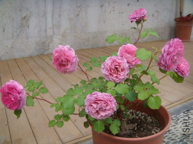 DSC06935.JPG