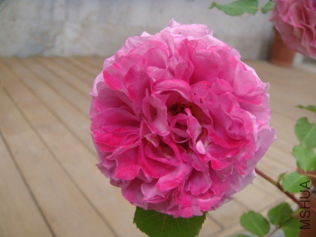 DSC06936.JPG