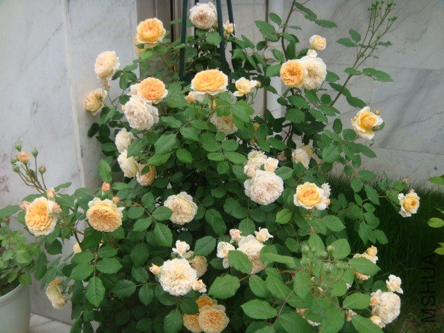DSC06938.JPG