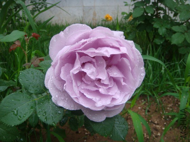 DSC06939.JPG