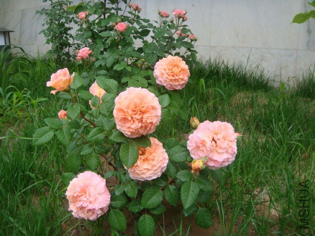 DSC06940.JPG