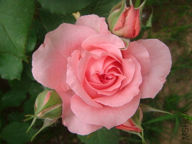 DSC06941.JPG